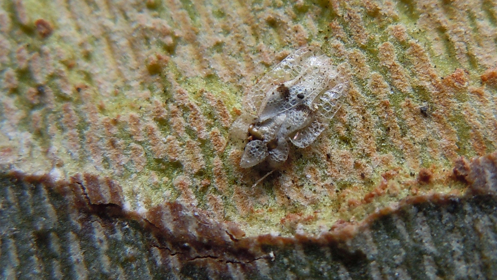 Corythucha ciliata