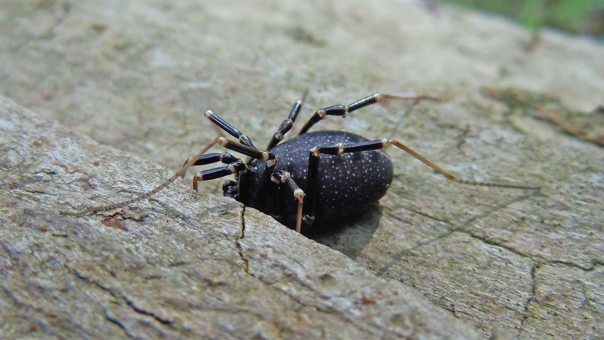 Egaenus convexus