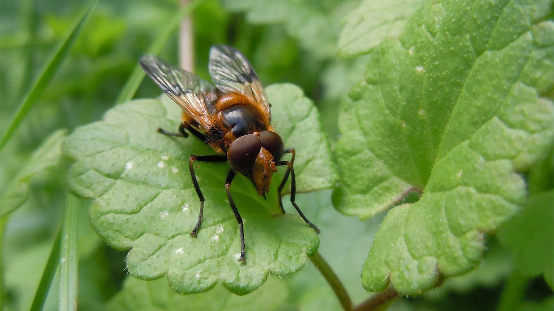 Volucella inflata