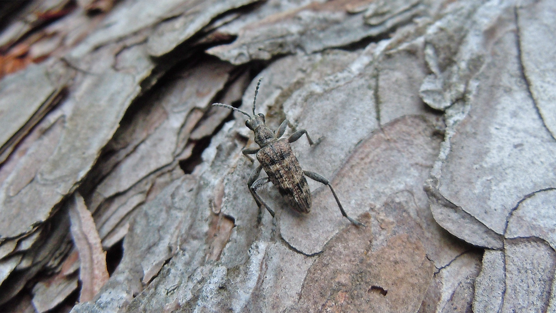 Rhagium inquisitor