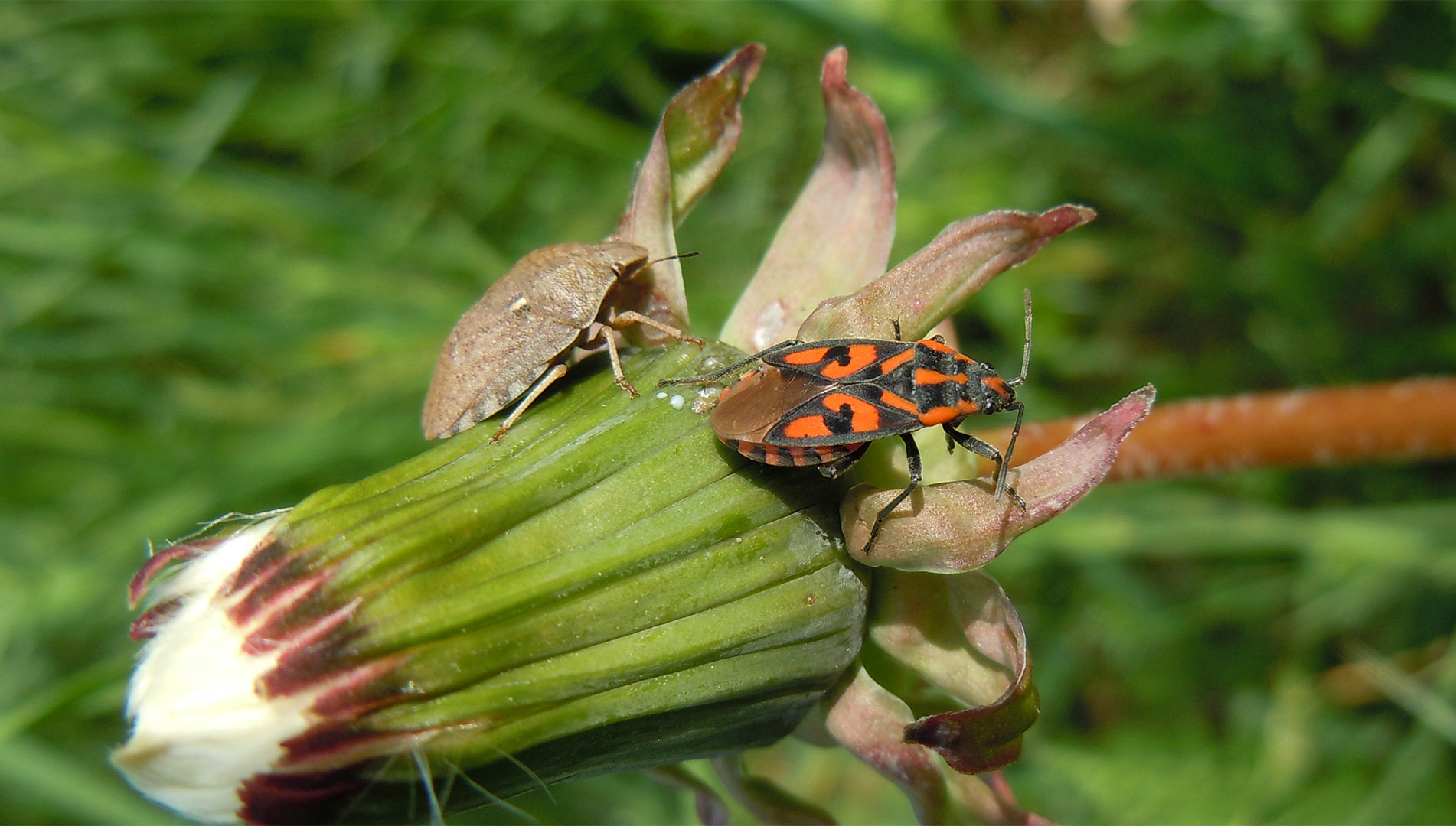 Spilostethus saxatilis