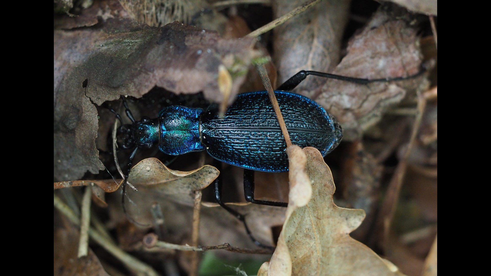 Carabus intricatus