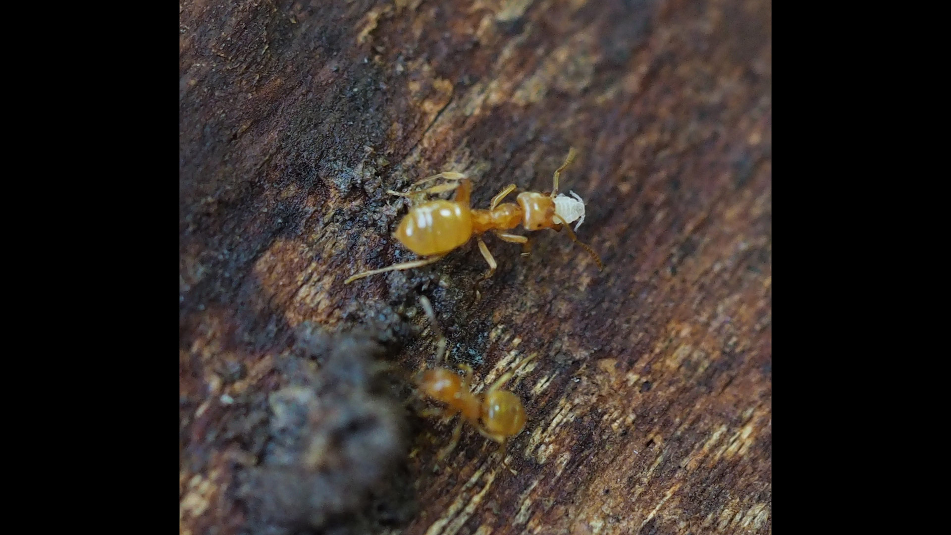 Lasius flavus