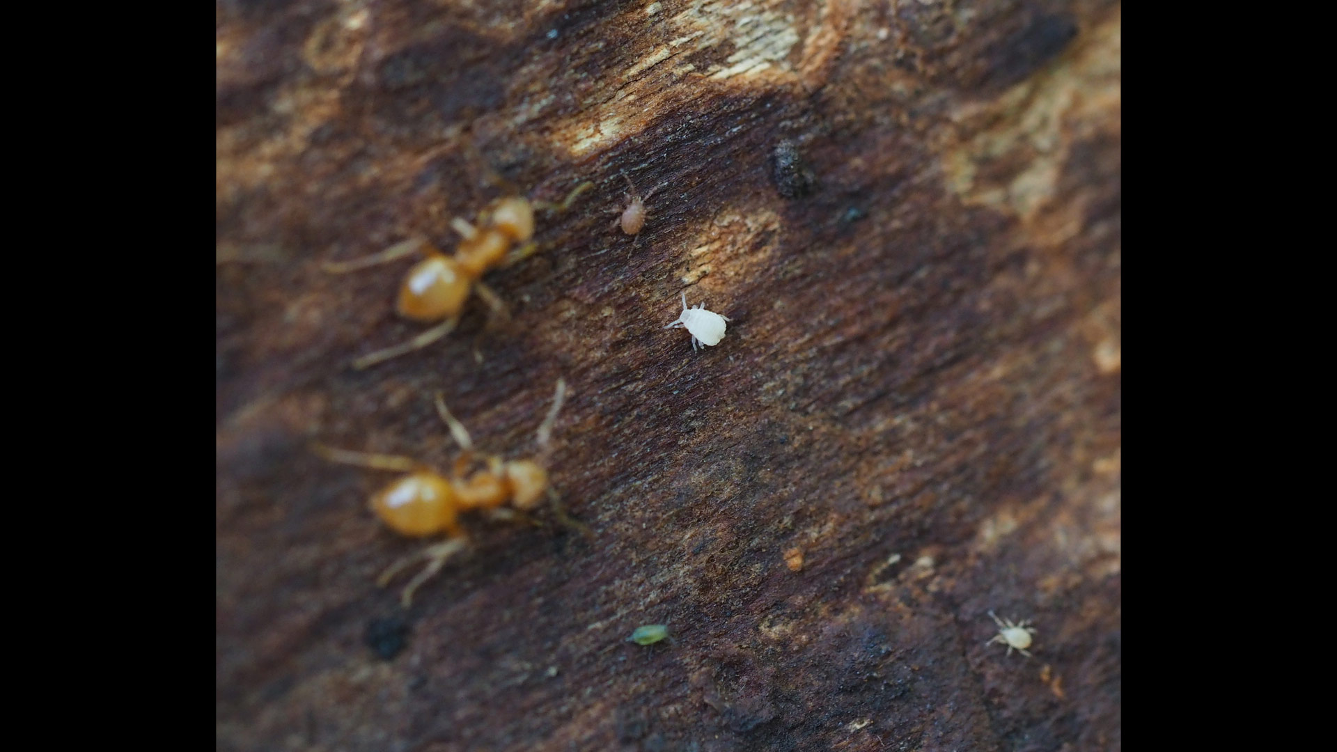 Geoica utricularia