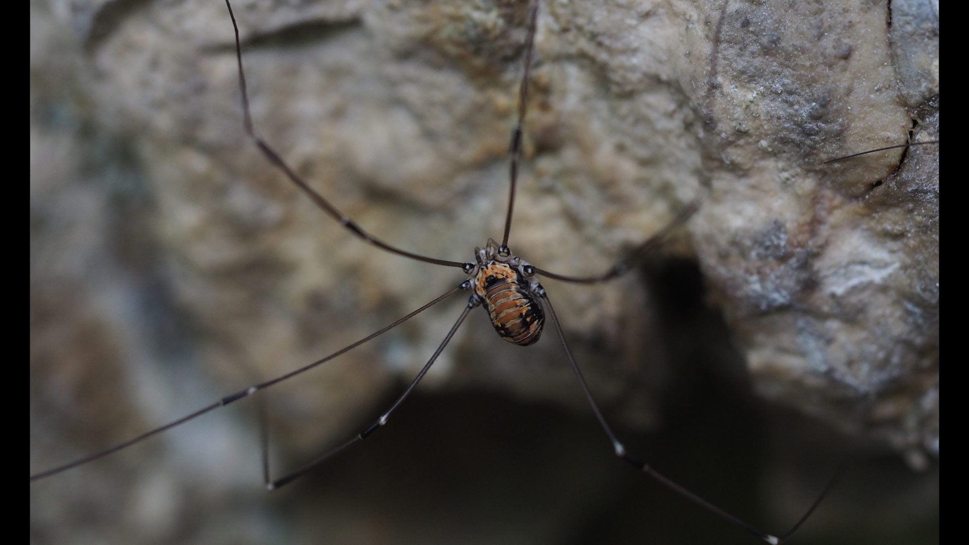 Leiobunum limbatum