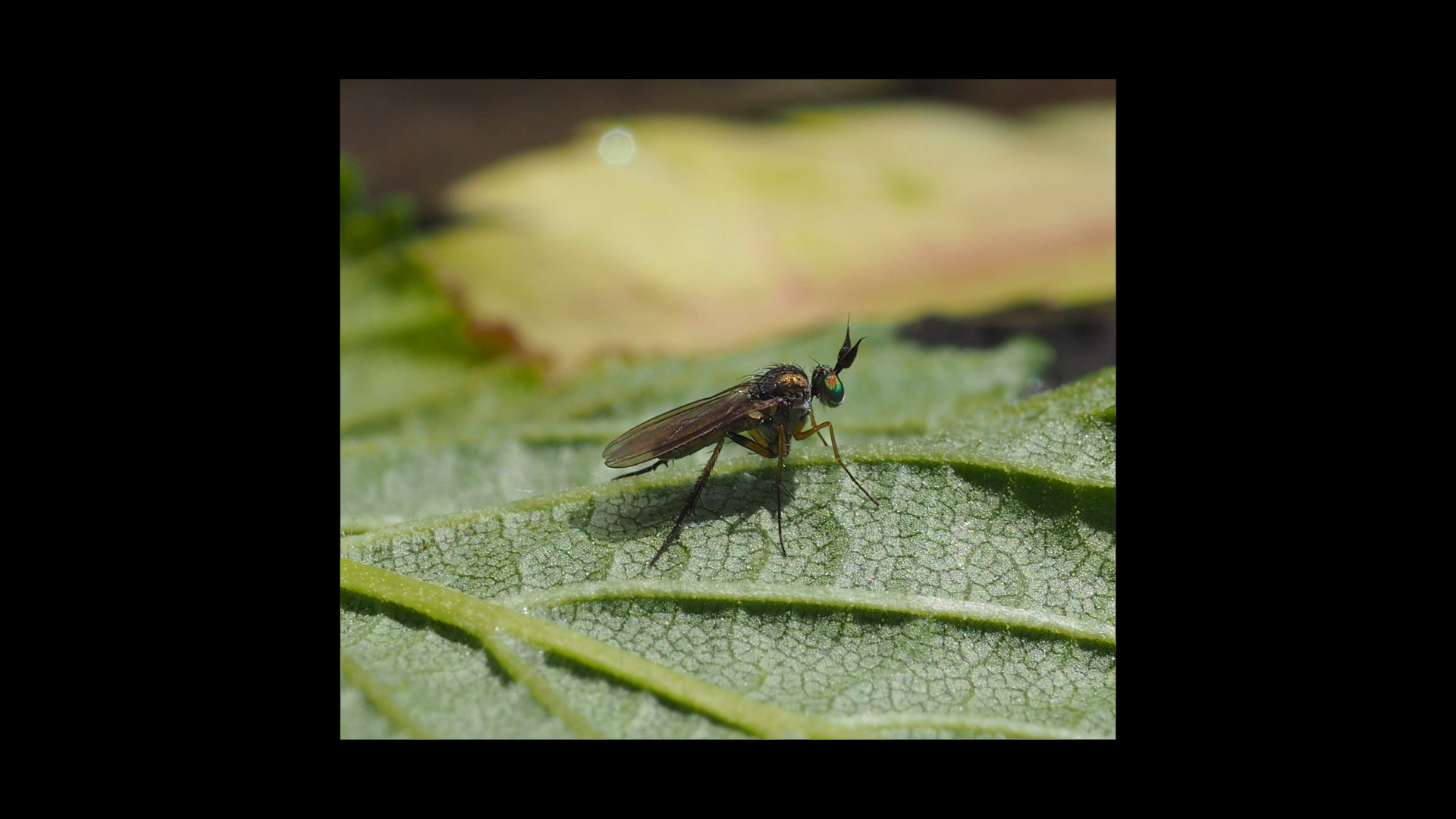 Syntormon pallipes