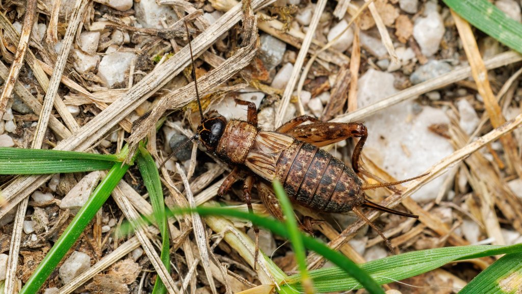 Nemobius sylvestris