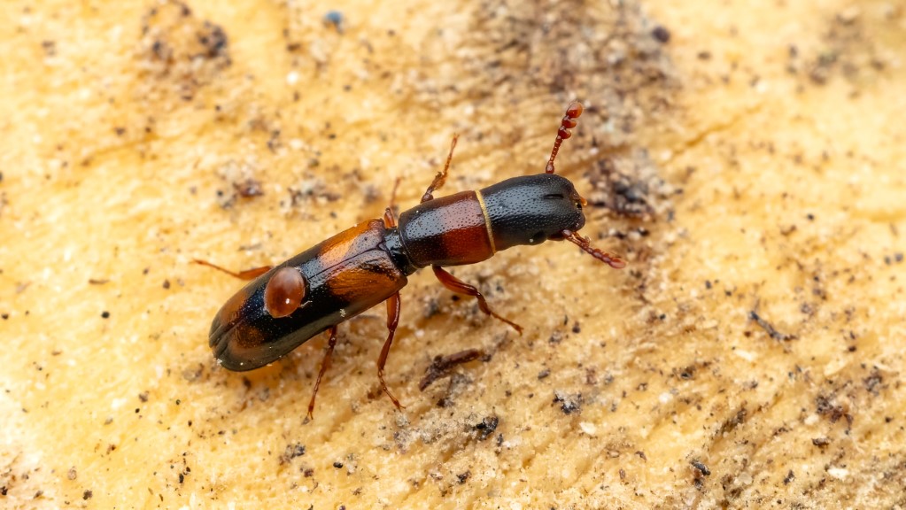 Trogossitidae Nemozoma caucasicum