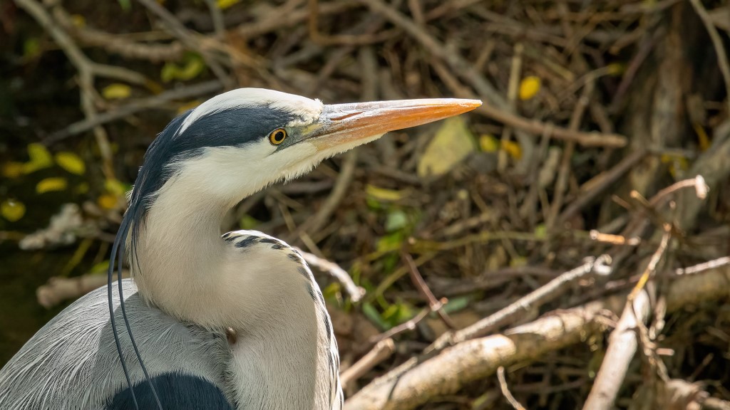 Ardea cinerea